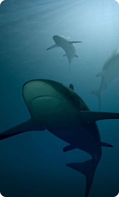 Symbolbild von mehreren Haien im Ozean