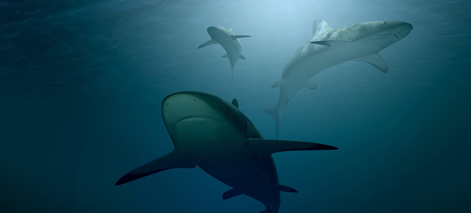 Symbolbild von mehreren Haien im Ocean